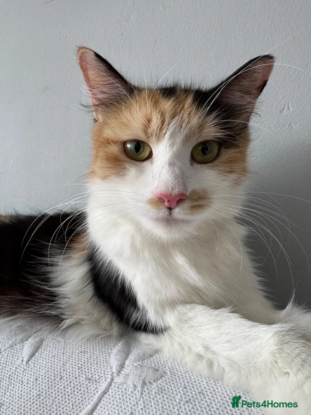 Mixed Breed cats for sale: Beautiful kittens looking for home ❤️ - Advert 27