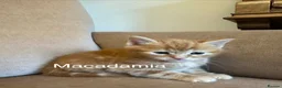 Mixed Breed cats for sale: Ready to go 4 ginger boy 1 tabby girl - Advert 18