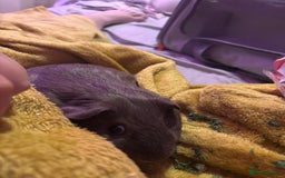 Guinea Pig rodents for sale: One guinea pig for rehoming  - Image 3