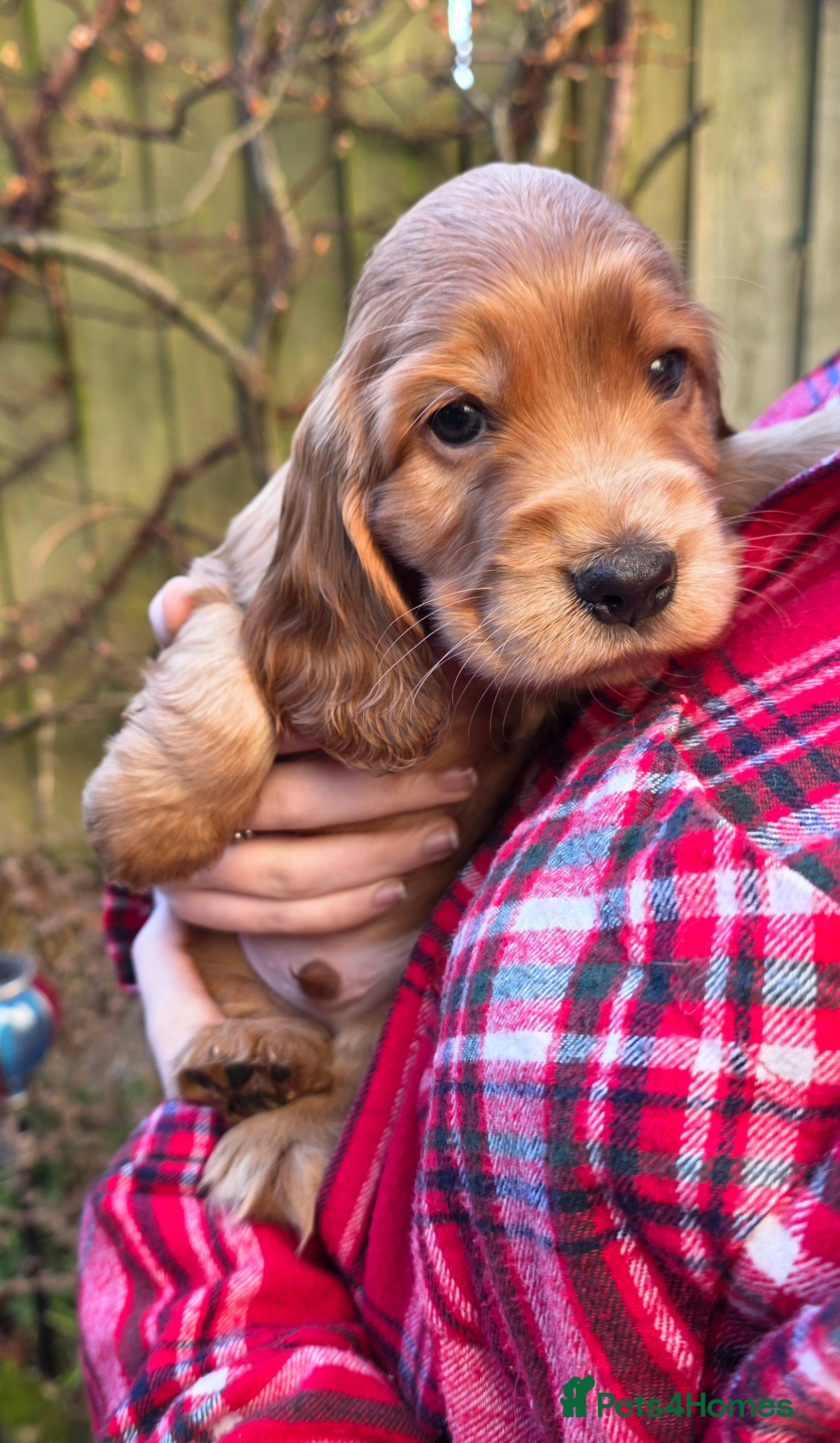 Cocker Spaniel dogs Beautiful heath tested KC Show Cocker Spaniel Pups - Advert 3
