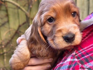 Cocker Spaniel dogs Beautiful heath tested KC Show Cocker Spaniel Pups - Advert 3