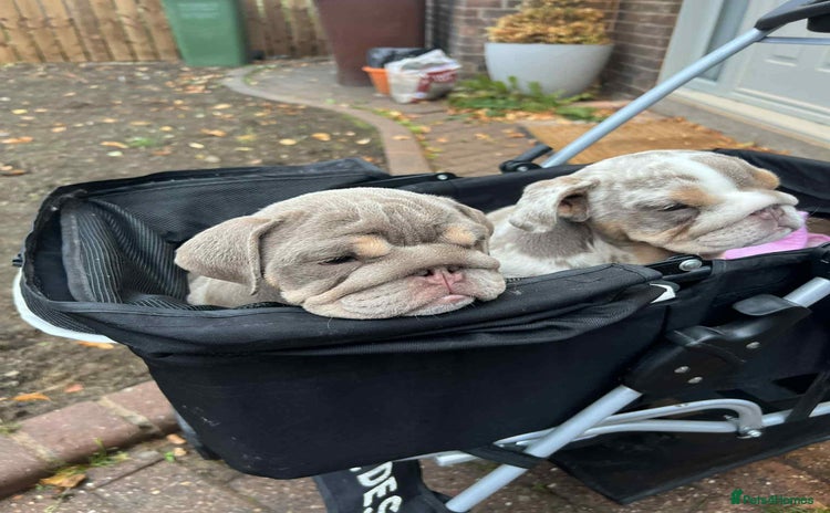 English Bulldog dogs - Advert 14