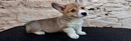 Welsh Corgi Pembroke dogs for sale: KC Pembroke Corgis  - Advert 27
