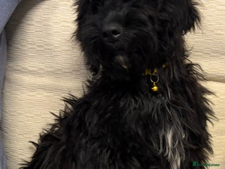 Cockapoo dogs - Advert 27