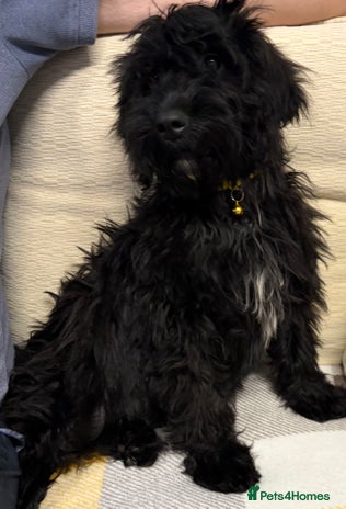 Cockapoo dogs - Advert 4