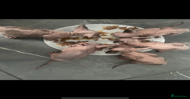 Sphynx cats - Advert 9