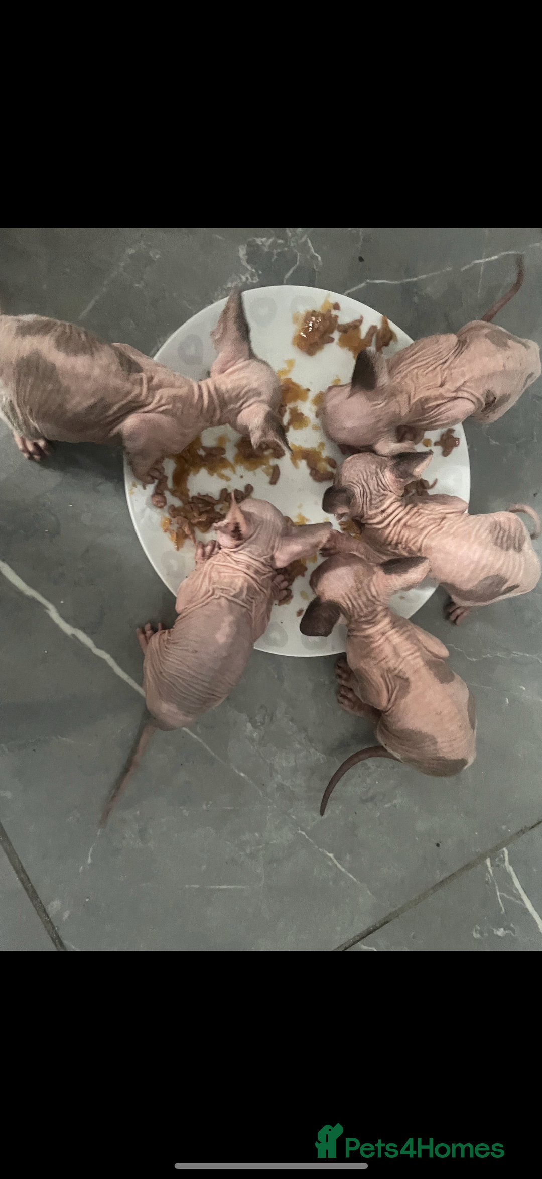 Sphynx cats for sale: Sphynx kitten  - Image 3