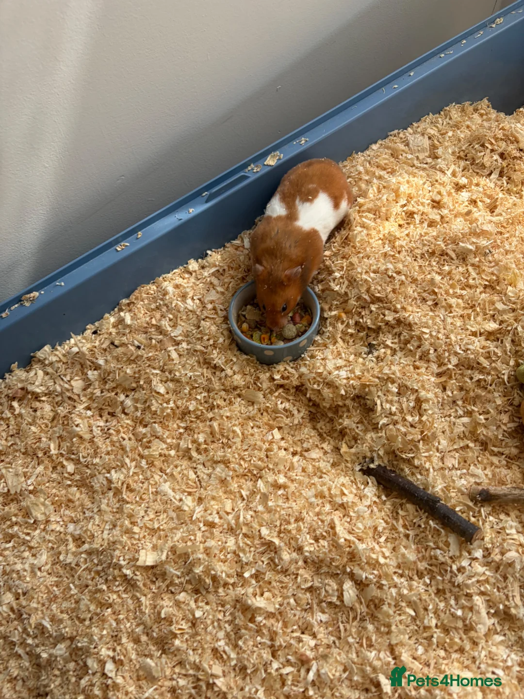 Hamster rodents for sale: Hamster  - Advert 1