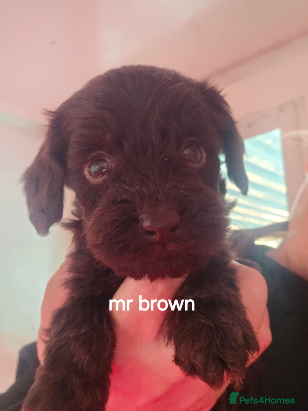 Cockapoo dogs for sale: 7 extreme quality cockapoo pups - Advert 3