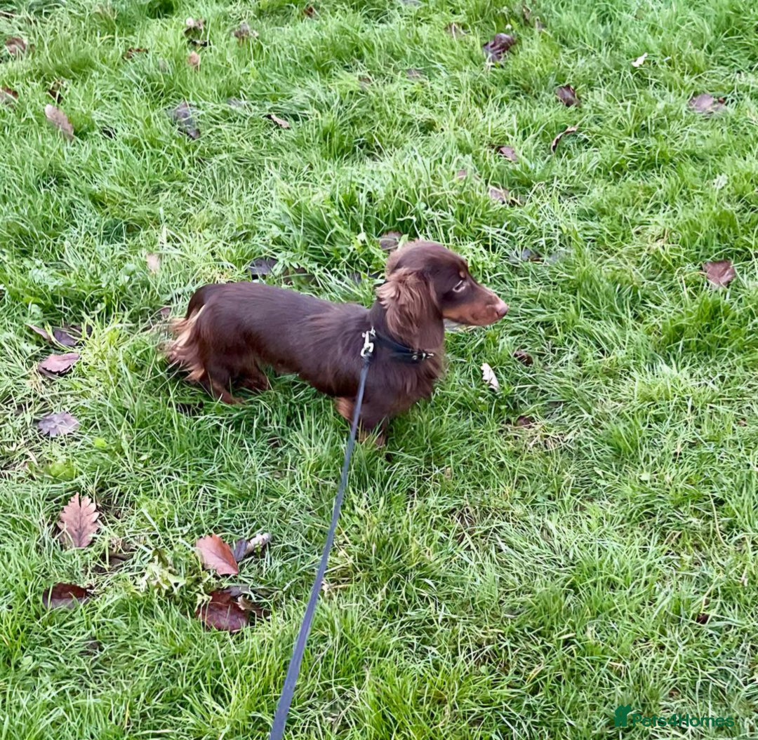 Miniature Dachshund dogs for stud: Handsome Miniature Dachshund Chocolate Stud  - Advert 10