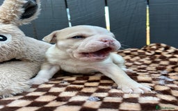 Olde English Bulldogge dogs for sale: MUST SEE OLDE ENGLISH PUPPIES!!  - Image 30