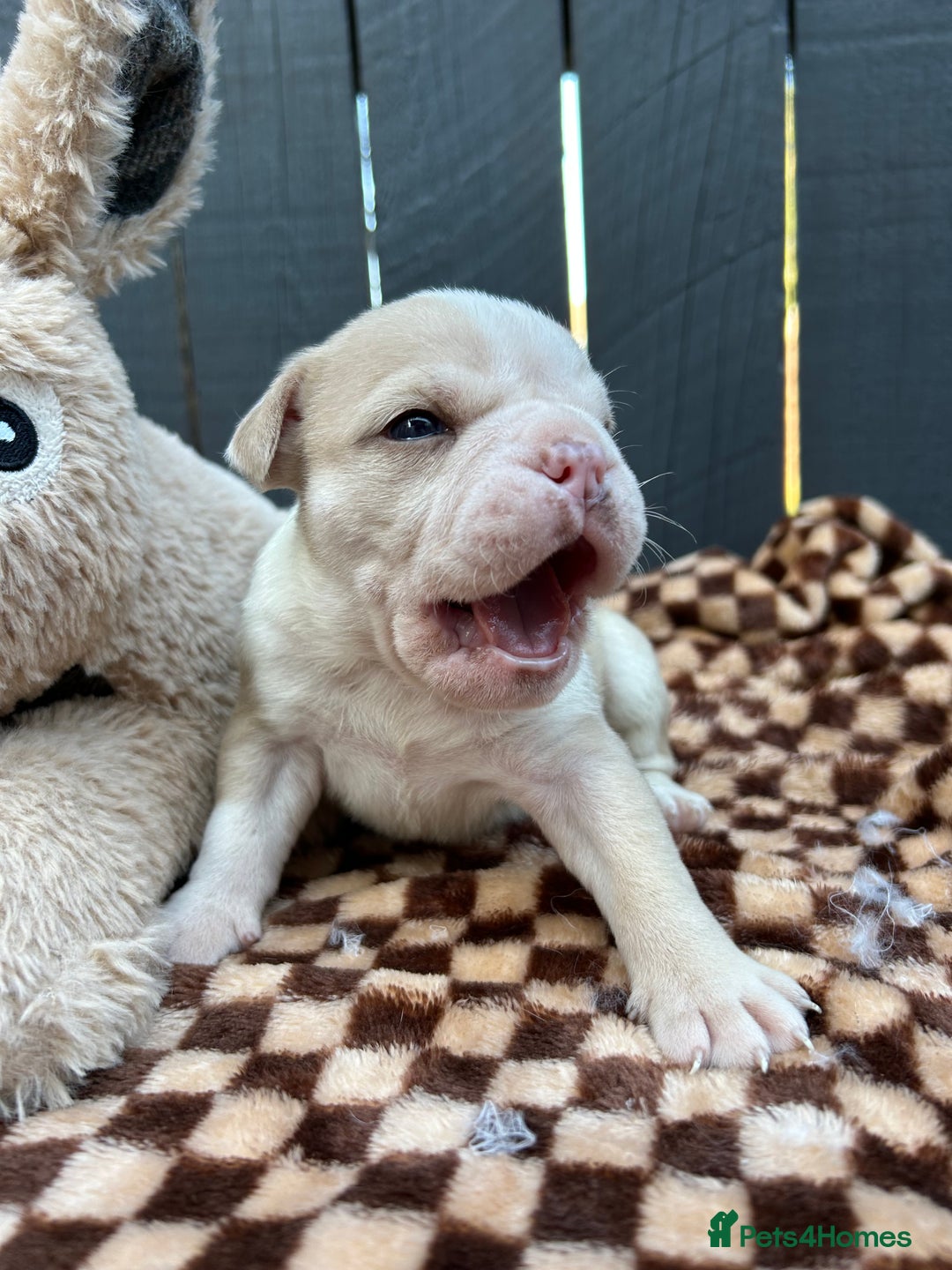 Olde English Bulldogge dogs for sale: MUST SEE OLDE ENGLISH PUPPIES!!  - Image 30