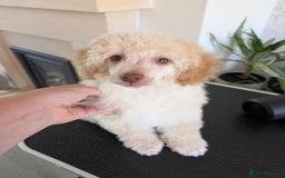 Miniature Poodle dogs for sale: Beautiful KC registered miniature poodles  - Image 21