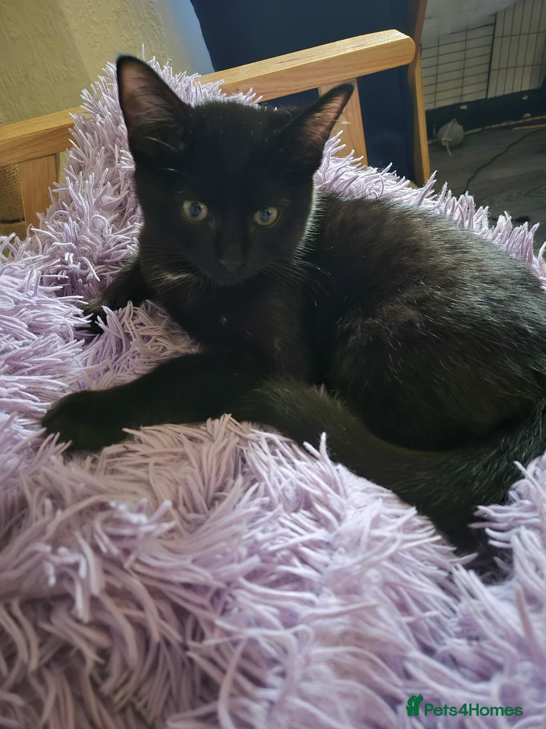 Ragdoll cats for sale: BSH Ragdoll mix - Advert 2