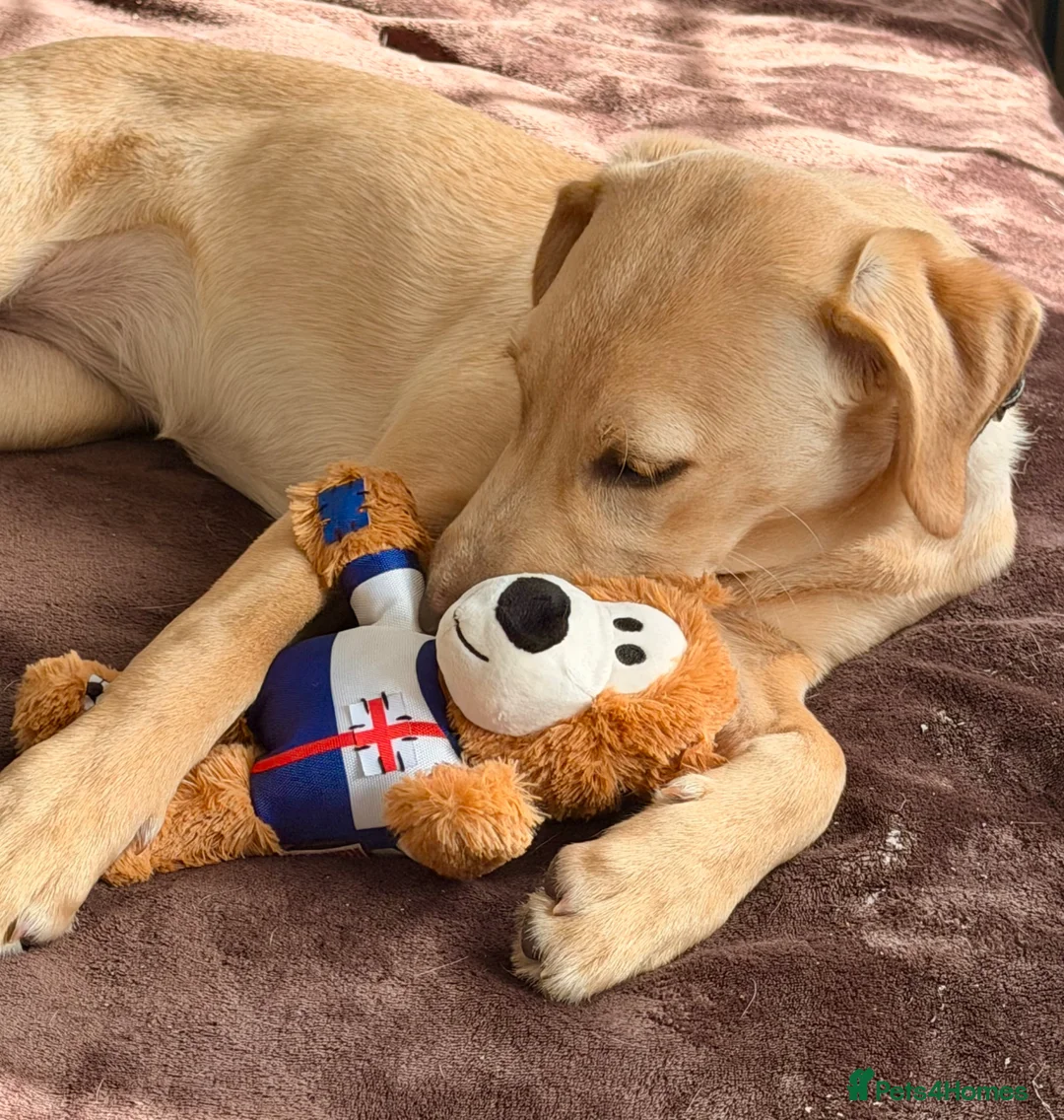 Labrador Retriever dogs for sale: Luna - Labrador Retriever KC Registered  - Advert 6