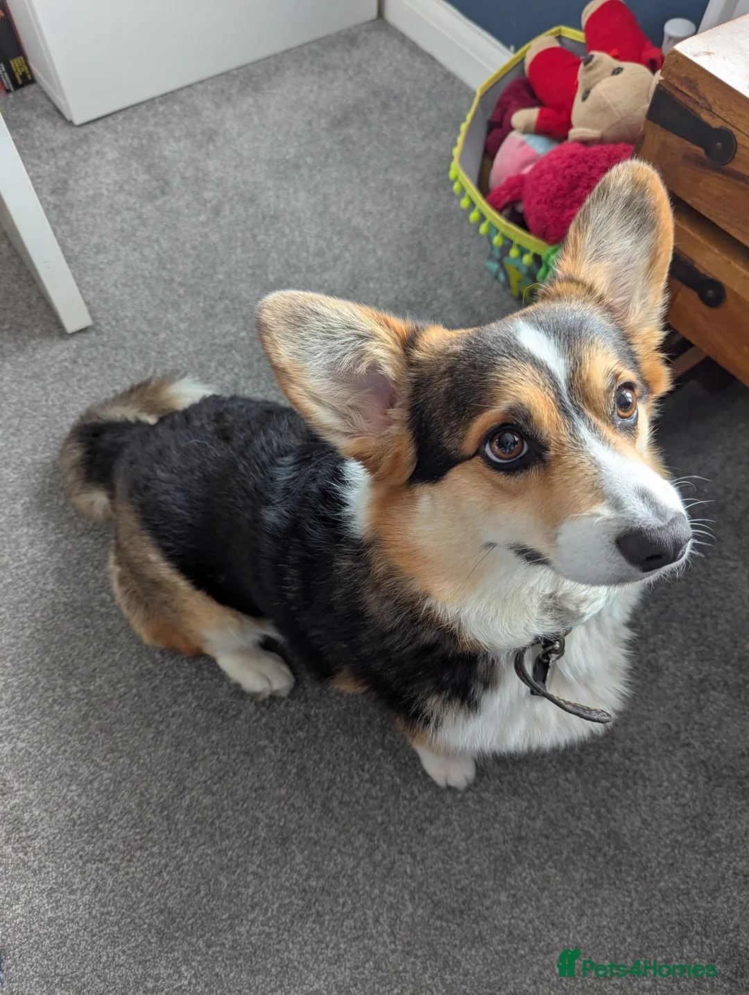 Welsh Corgi Pembroke dogs for sale: Female Welsh Pembrokeshire Corgi (3yrs) - Advert 4