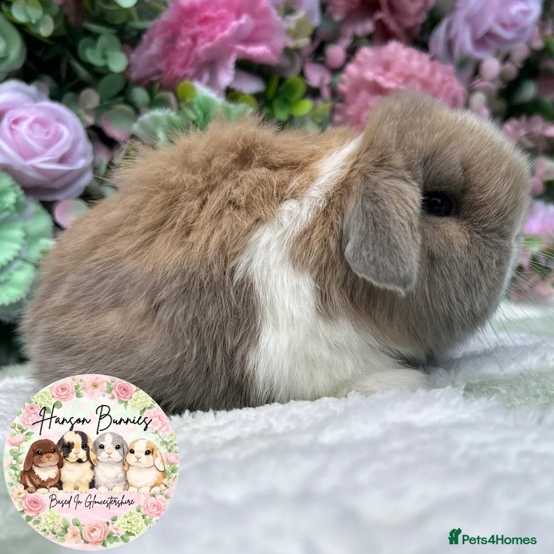 Mini Lop rabbits for sale: Beautiful Mini Lops For Sale - Advert 4