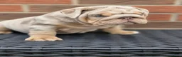 English Bulldog dogs for sale: Mr Muscles litter English Bulldogs - Advert 25