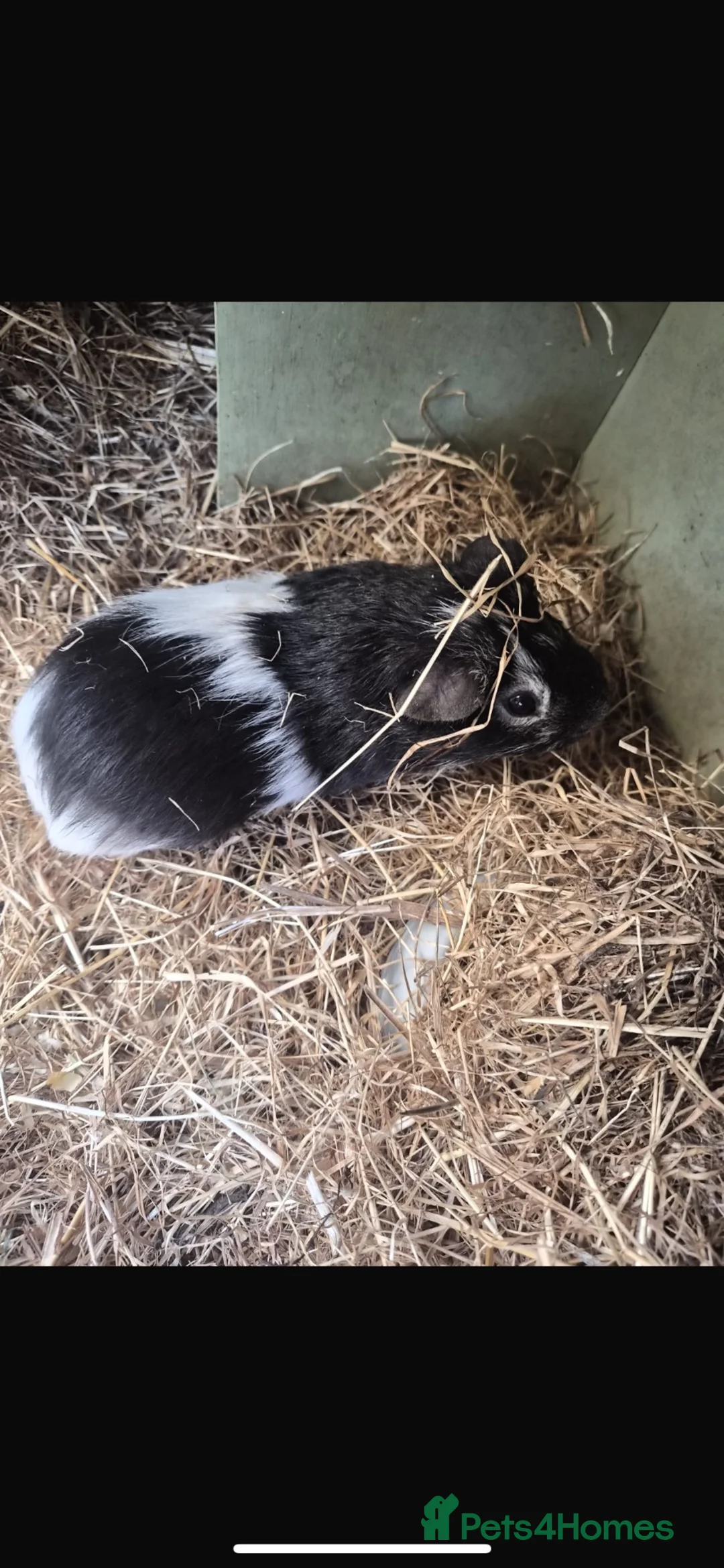 Guinea Pig rodents for sale: Male guinea pig - Advert 3