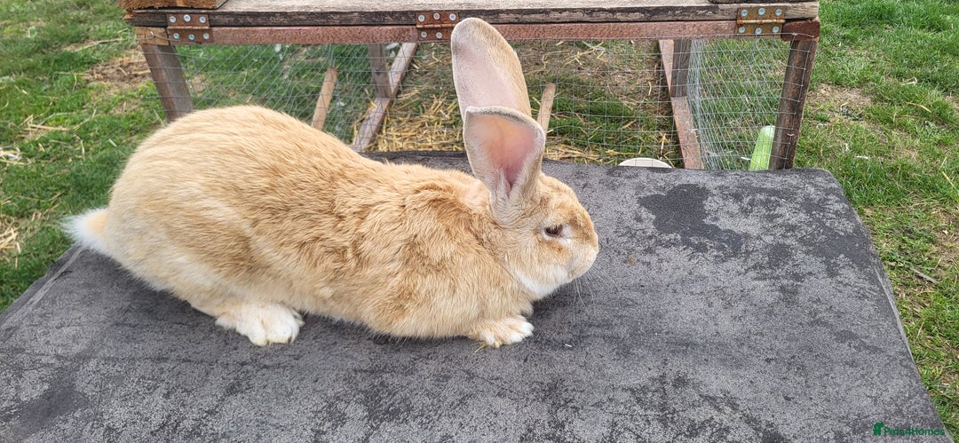Continental Giant rabbits for sale: Continental giant kits  - Image 10