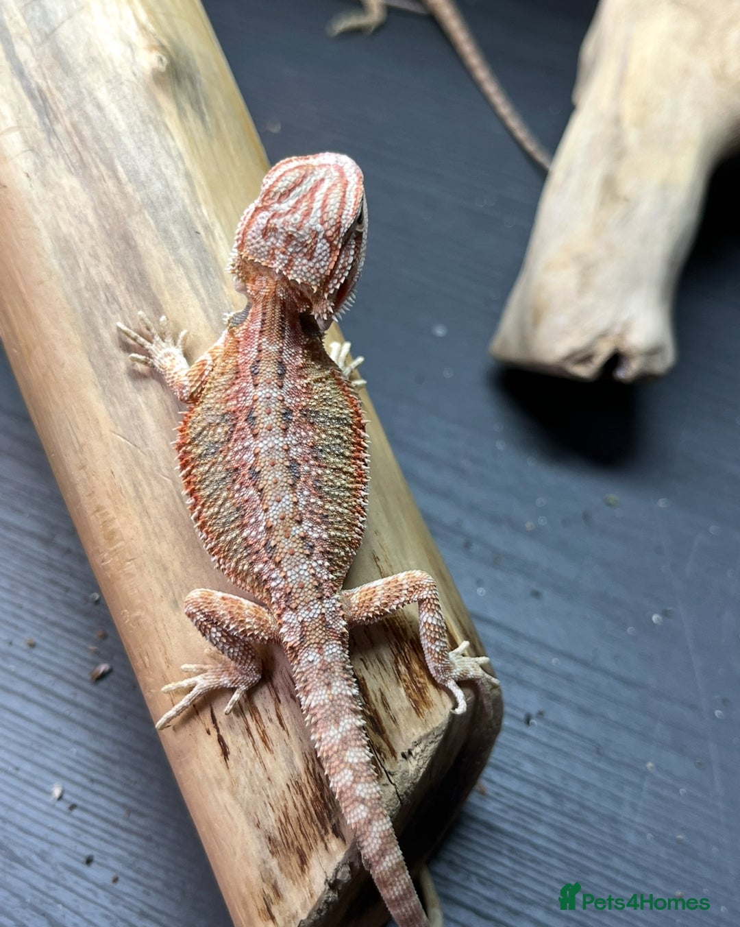 Bearded Dragon reptiles for sale: Baby bearded dragons ready for new homes !!🧡🦎 - Image 2