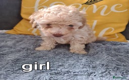 Mixed Breed dogs for sale: Reduced!! Stunning F1 poodle pups  - Image 2