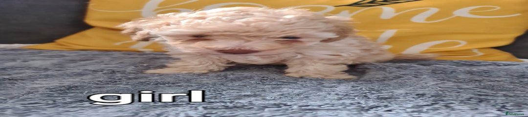Fluff ball 3