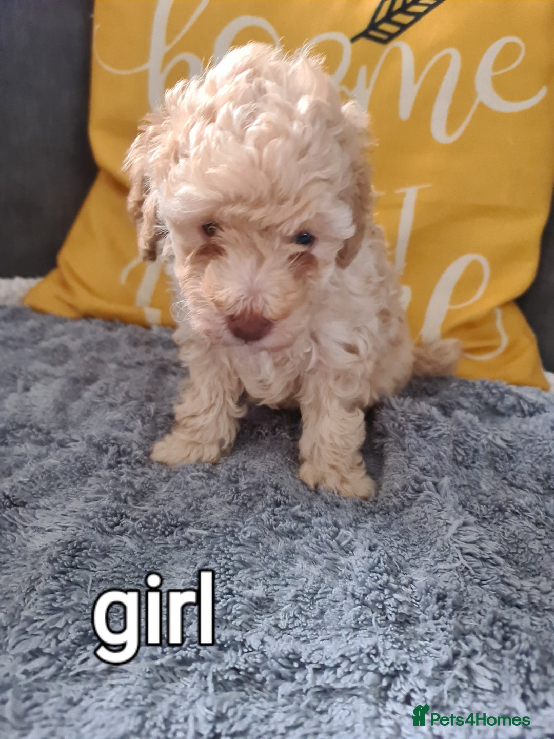 Mixed Breed dogs for sale: Reduced!! Stunning F1 poodle pups  - Image 2