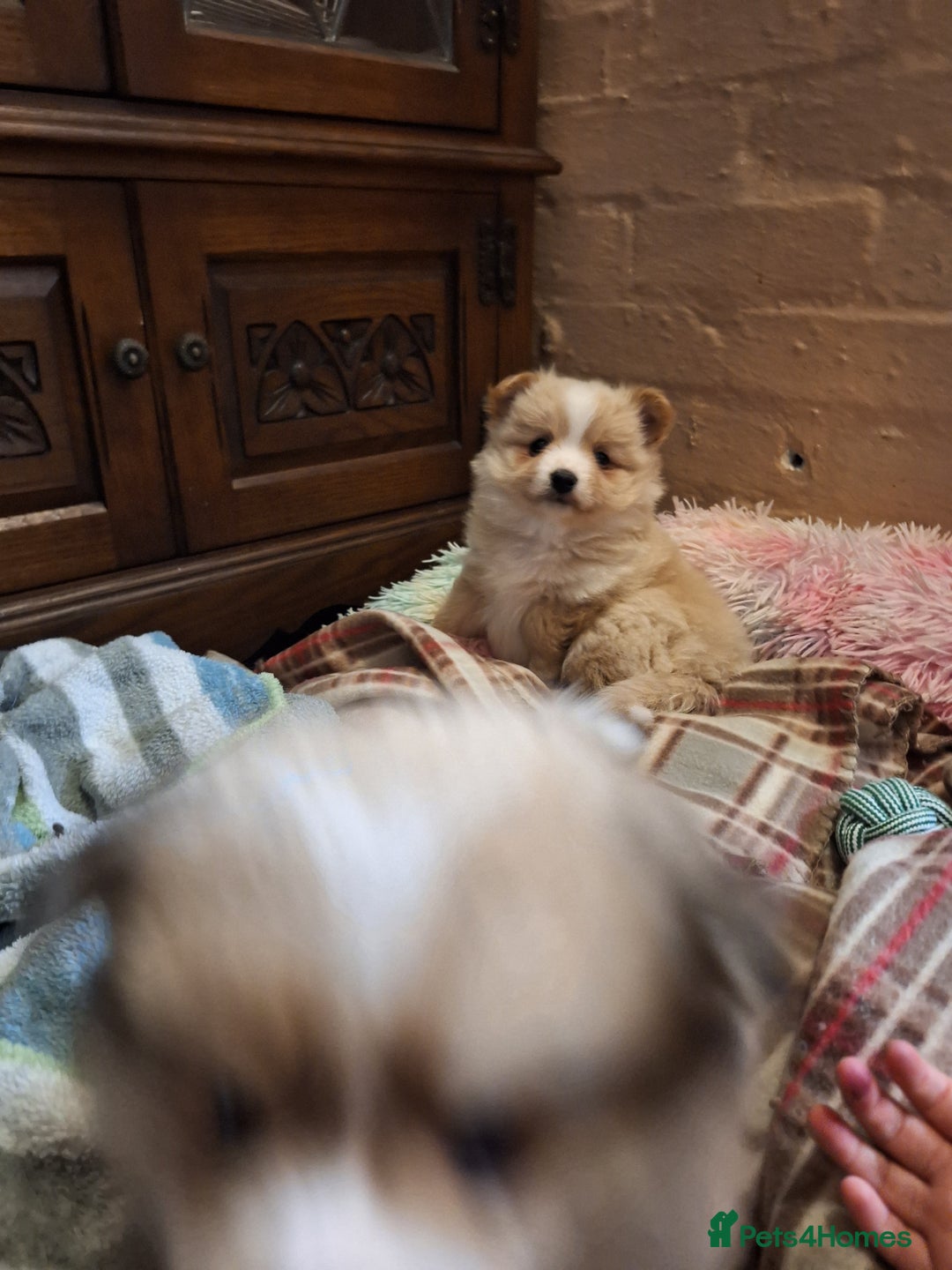 Pomeranian dogs for sale: Little cuties - Advert 6