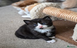 Mixed Breed cats for sale: Beautiful healthy kittens - ONLY 2 AVAILABLE 😍😍 - Image 16