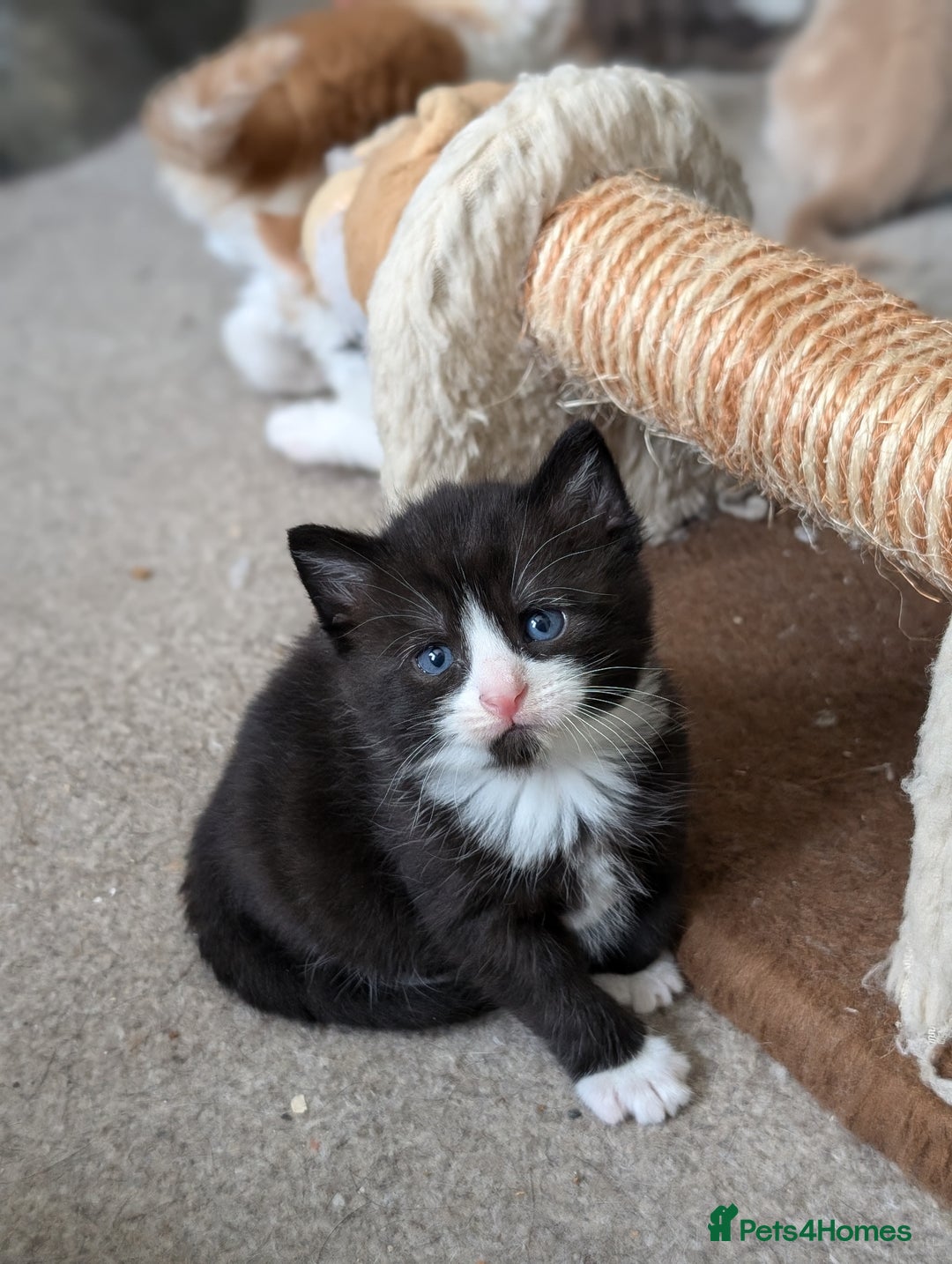 Mixed Breed cats for sale: Beautiful healthy kittens - ONLY 2 AVAILABLE 😍😍 - Image 16