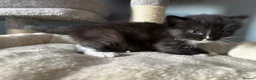 Mixed Breed cats for sale: Long‑Haired Ragdoll Cross Tortoiseshell Kittens - Advert 12