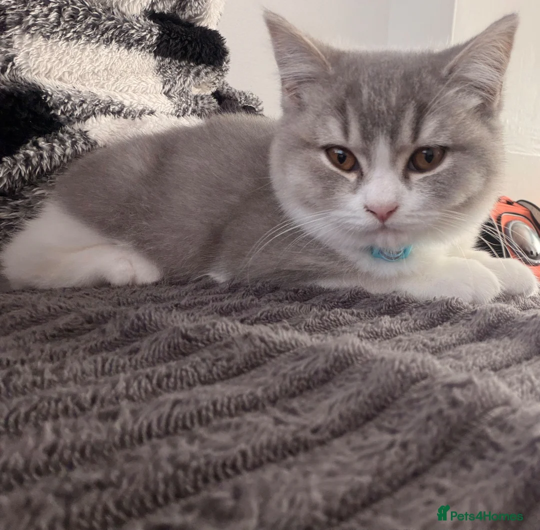 Scottish Fold cats for sale: Beautiful Blue and White Male Kitten  in Glasgow - Advert 2