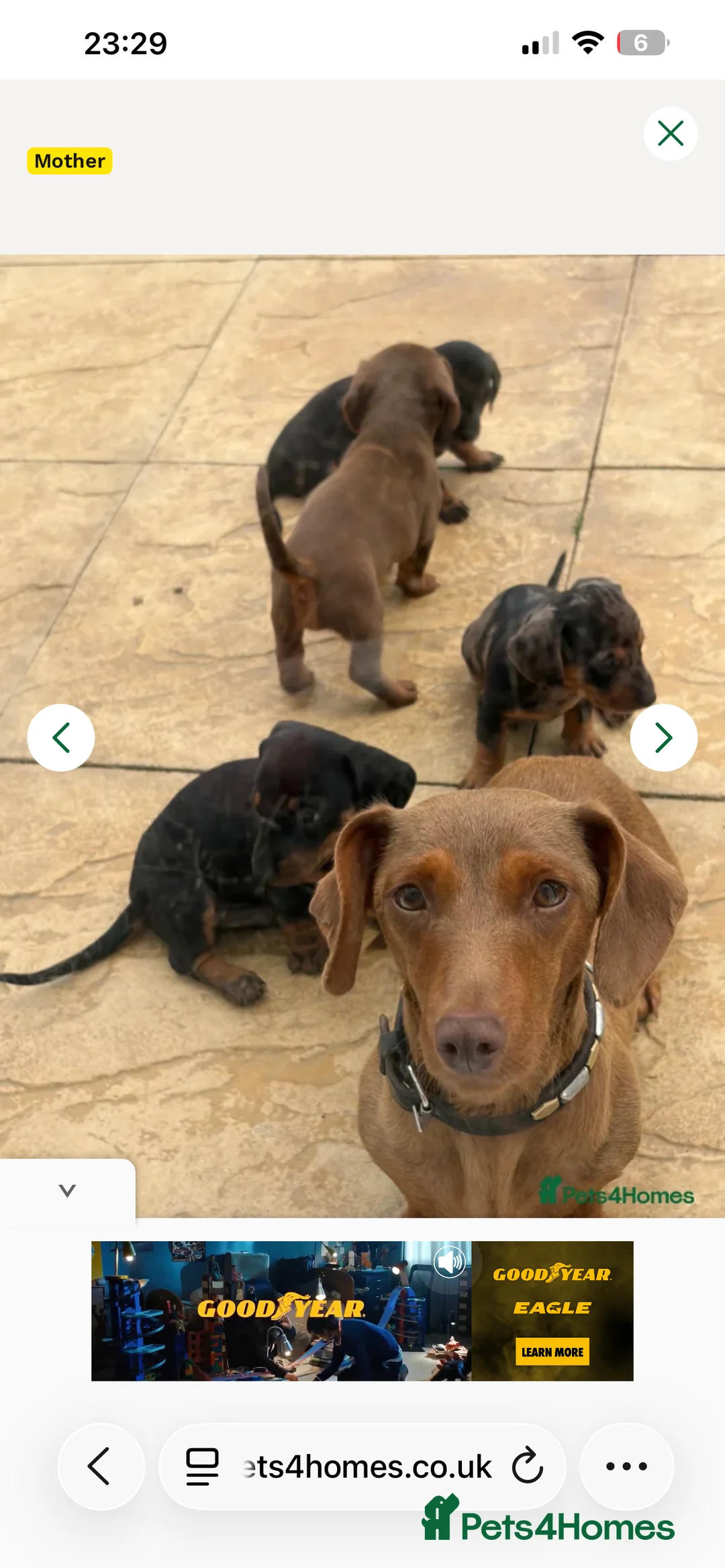Dachshund dogs for sale: Short haired Puppy dachshund chocolate/tan/cream  - Advert 2