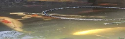 Koi Carp fish for sale: Mix of koi carp/sturgeon and tench for sale in Leeds - Advert 7