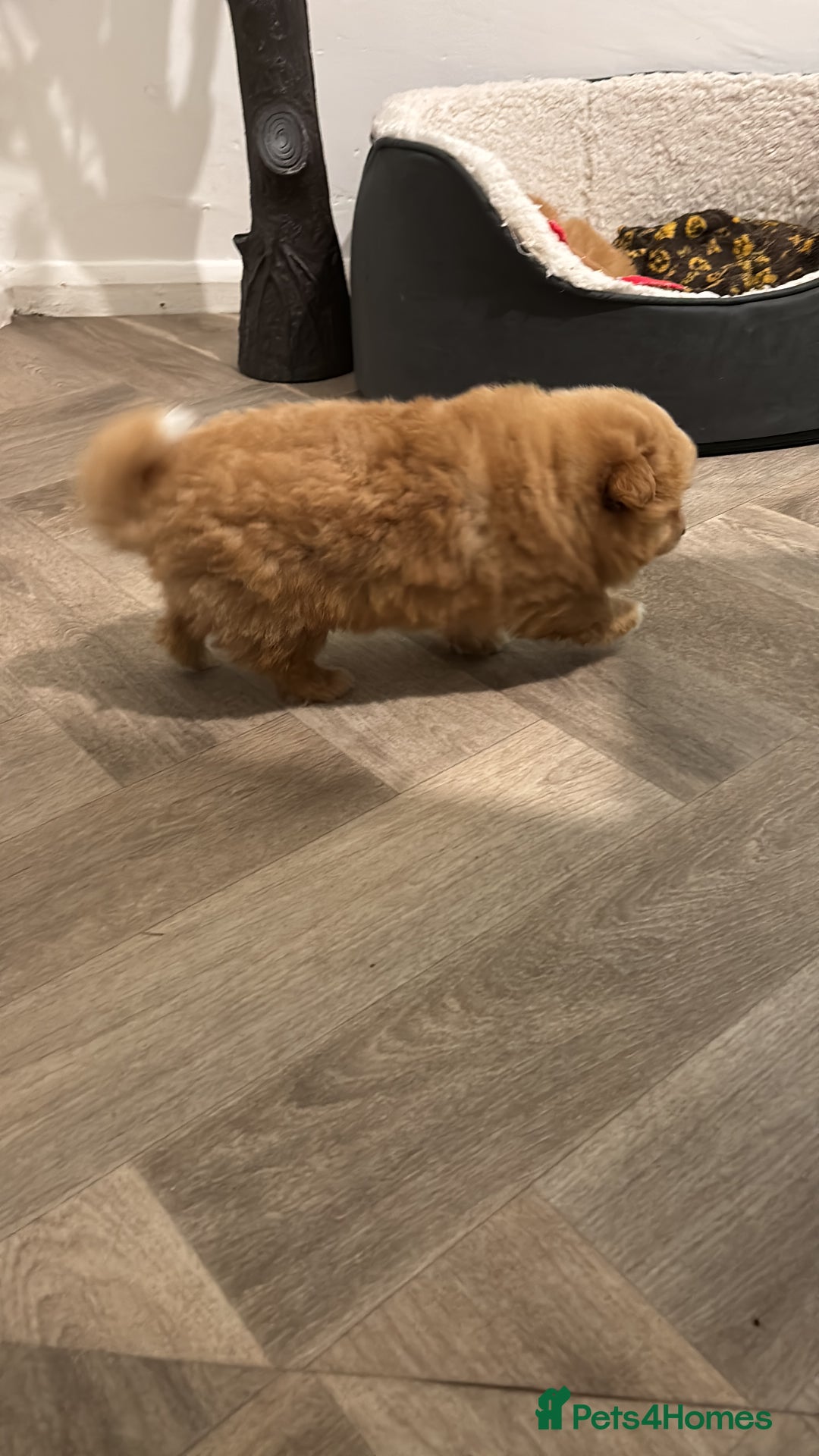 Mixed Breed dogs for sale: Pomeranian mixt with bichon - Advert 10