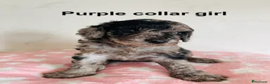 Cockapoo 11 - purple collar girl 