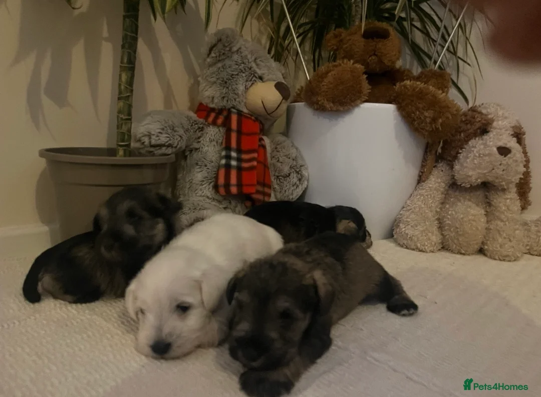 Miniature Schnauzer dogs for sale: Pepper and salt White miniature schnauzer pups - Advert 5