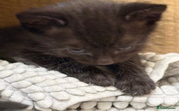 British Shorthair cats for sale: KITTENs males/female longhair shorthair in Dudley - Image 6