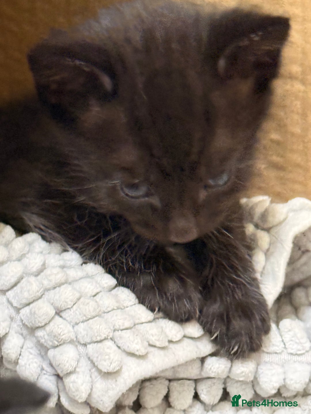 British Shorthair cats for sale: KITTENs males/female longhair shorthair in Dudley - Image 6