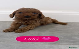 Cockapoo dogs for sale: Cockapoo puppies looking for homes 🏠  - Image 9