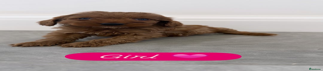 Cockapoo Puppy 5
