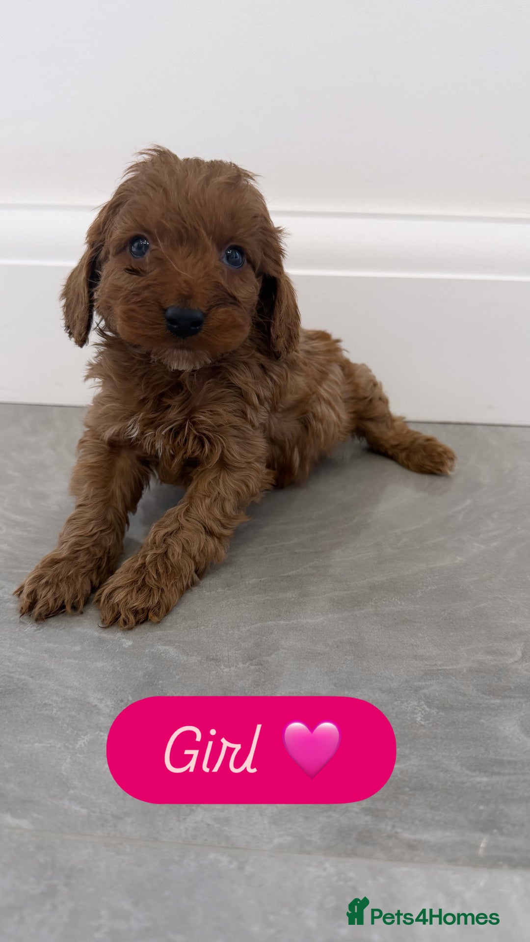 Cockapoo dogs for sale: Cockapoo puppies looking for homes 🏠  - Image 9