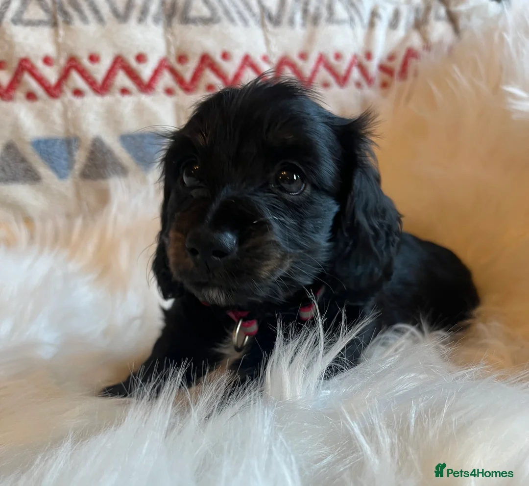 Miniature Dachshund dogs for sale: Beautiful  KC Mini L/H dachshund puppies - Advert 3