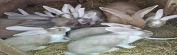 Continental Giant rabbits for sale: PURE Continental Giants - White Eared - Vaccinated - Advert 8