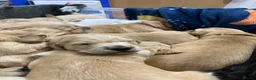 Golden Retriever dogs for sale: Golden Retriever Pups  in Doncaster - Advert 2