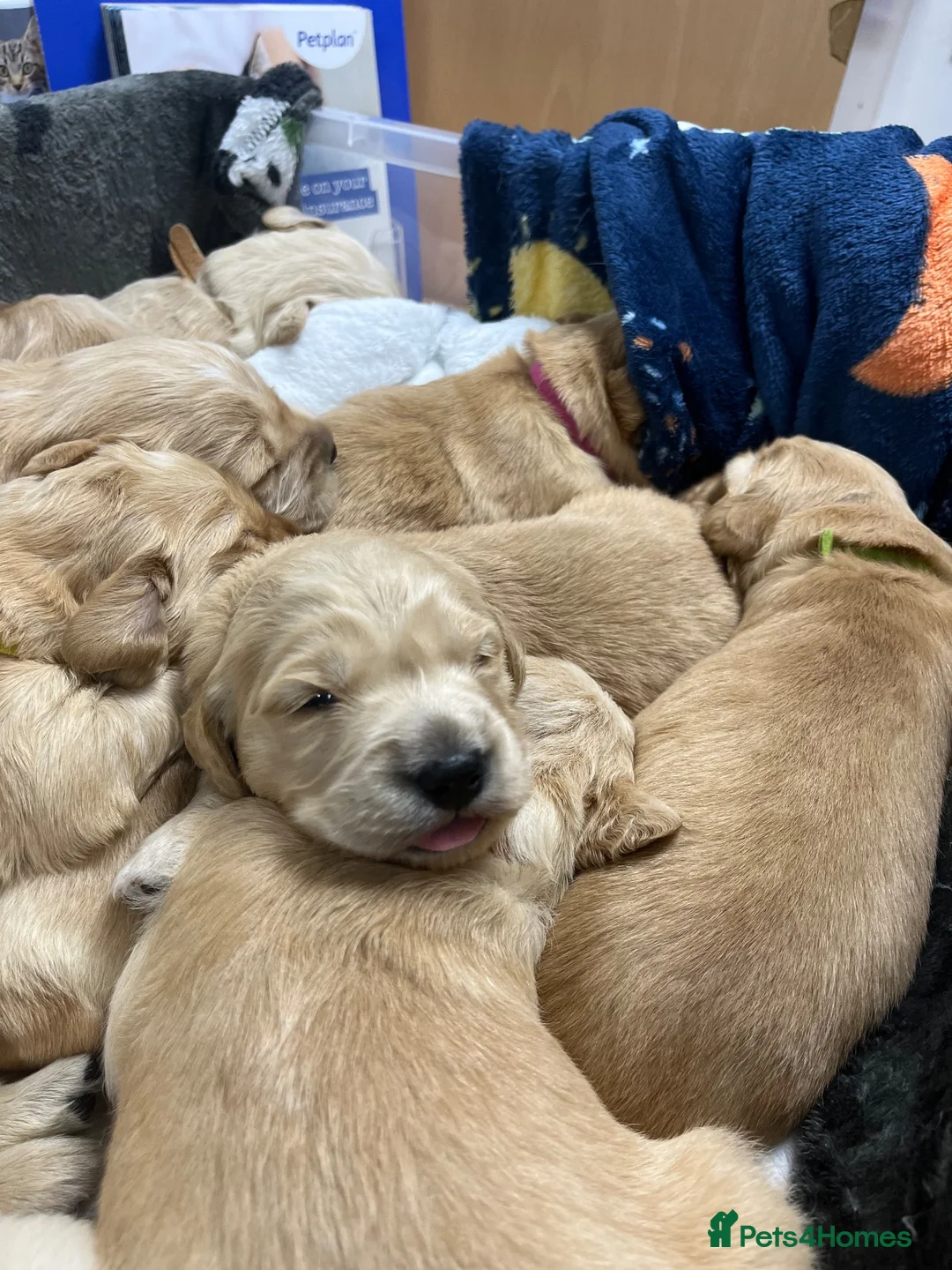 Golden Retriever dogs for sale: Golden Retriever Pups  in Doncaster - Advert 2