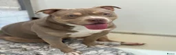 American Bully dogs for sale: ABKC registered Pocket Bully puppies  - Advert 15