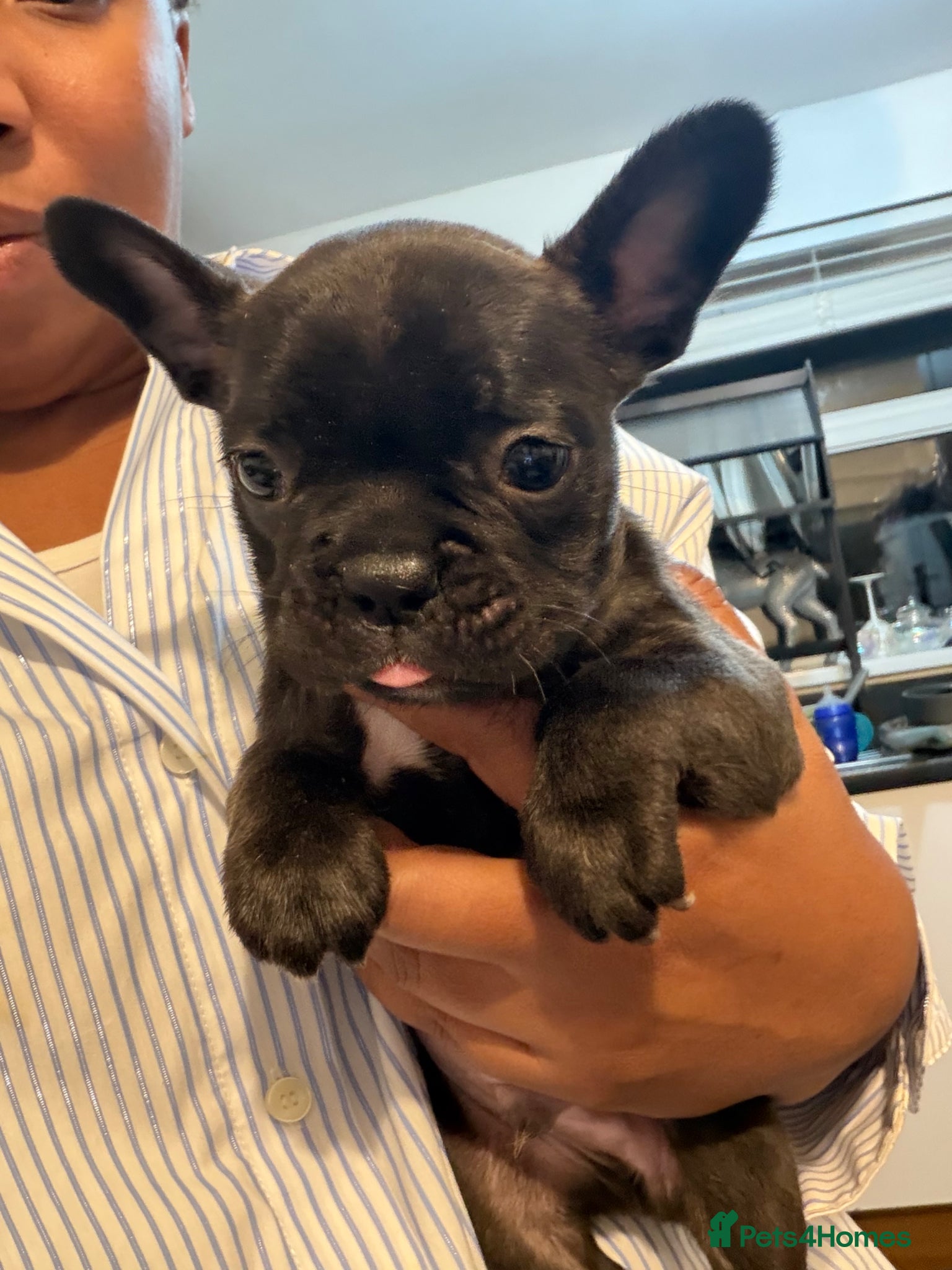 French Bulldog dogs French Bulldogs for sale  - Advert 1