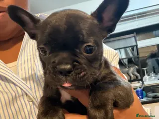 French Bulldog dogs French Bulldogs for sale - Advert 1